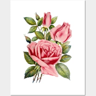 Pink Rose Flower Illustration Posters and Art